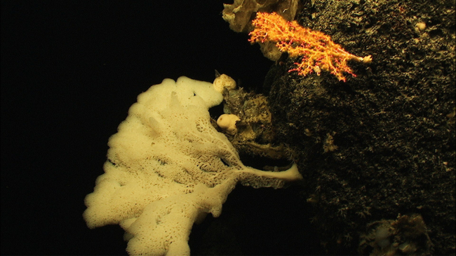 A red paragorgia coral being overgrown by a yellow zoanthid ( a colonialanemone) vand sponges on a wall at 1560 meters depth on the Bahama Escarpment