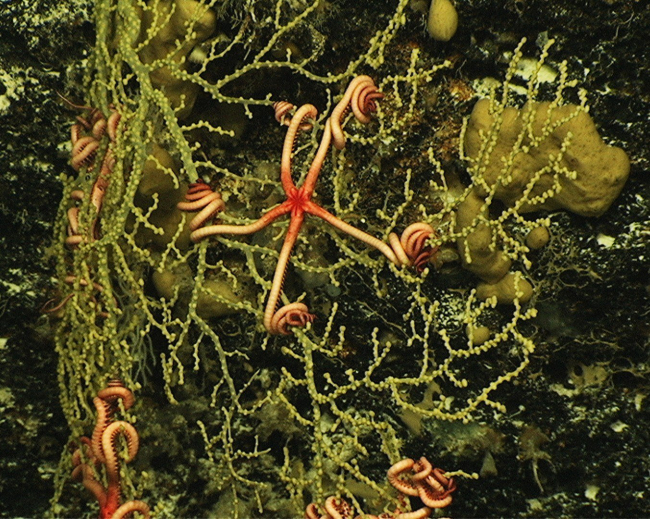 Several brittle stars have their arms wrapped around the branches of anoctocorallian (Plexauridae) sea fan at 1120 meters depth in Exuma Sound