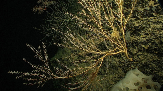 Large branching bamboo corals flank a delicate chrysogorgiid coral,Metallogorgia melanotrichos