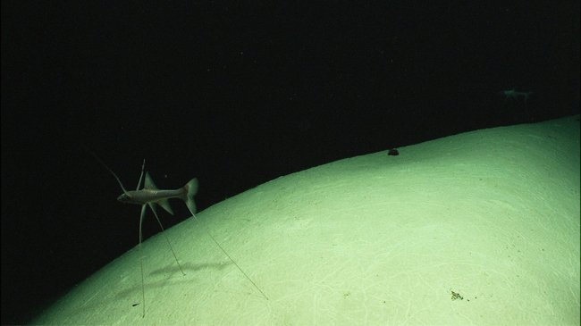 Two tripod fish sit facing the current at 1960 meters depth in theNortheast Providence Channel near Eleuthera Island