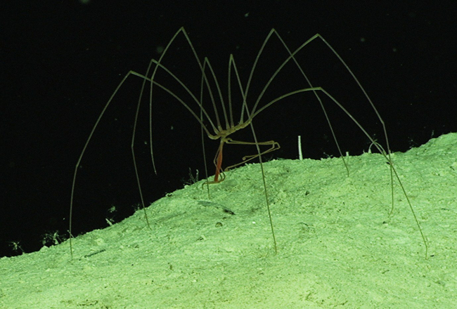 A sea spider creeps along the top of a ridge at 1960 meters depth in theNortheast Providence Channel near Eleuthera Island