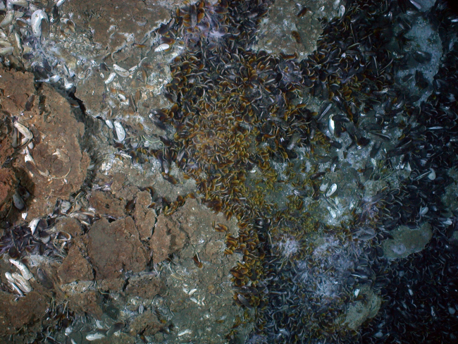 Bacterial mats, mussels, and tubeworms are common at cold seeps