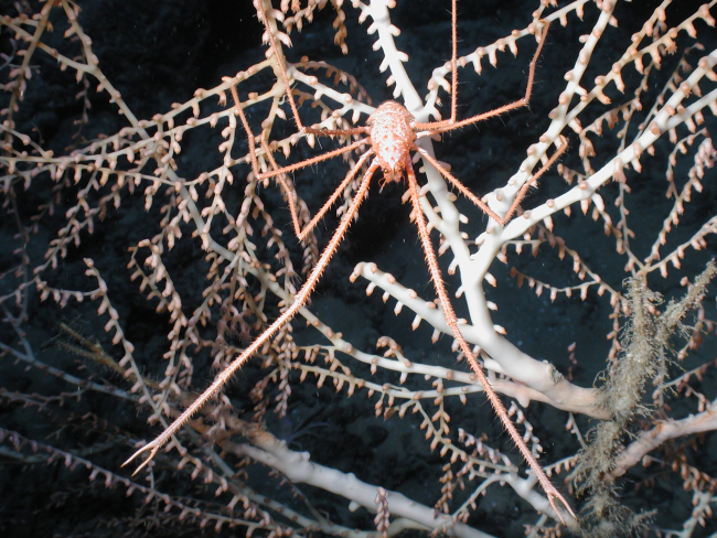 A large galatheid crab clings to coral stalks