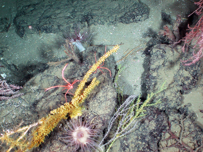Just after starting the ascent to the surface, ALVIN captured this image ofa coral garden with galatheid crab and large anemones