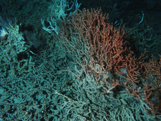 An orange Lophelia discovered during this expedition