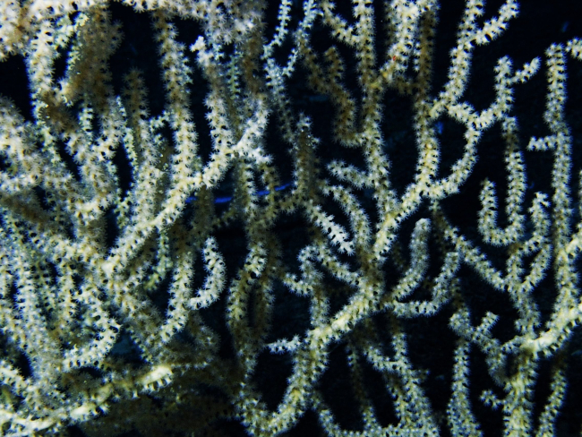 Closeup view of the white bamboo coral (Keratoisis flexibilis) showing the coral's extended feeding polyps