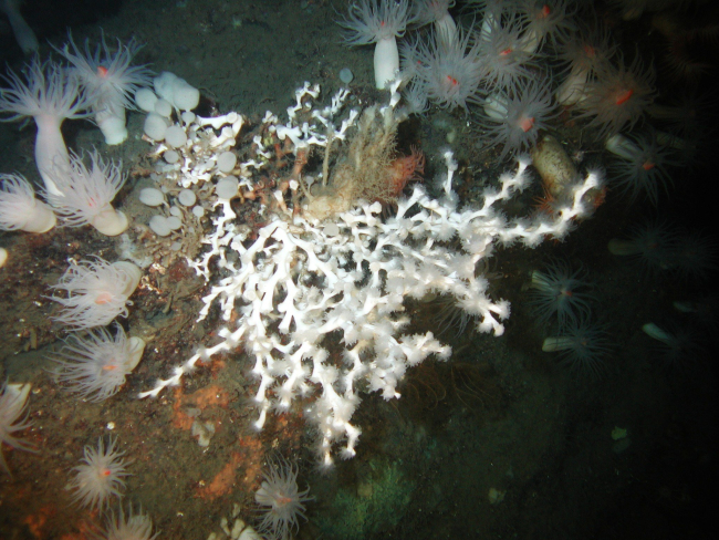 A single colony of bright-white Lophelia pertusa coral