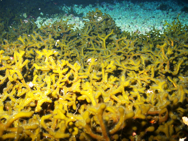 Some areas of Bright Bank are blanketed by dense mats of the spongy greenalga Codium repens as shown here at 60 meters depth