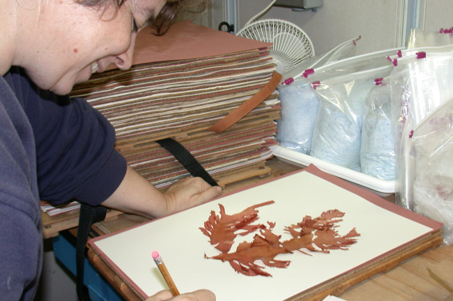 Seaweeds are pressed on herbarium sheets for further study and repository inbotanical Herbaria
