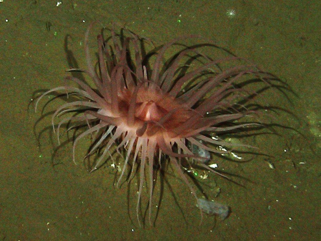 Anemones and sea cucumbers were observed at the pockmark site inunusually high densities compared to other sites visited during the cruise