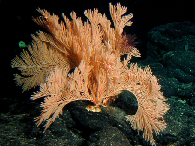 A large primnoid octocoral (sea fan), one of many new species of coralsdiscovered during this expedition