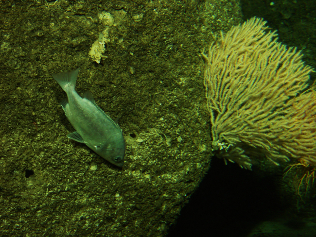 Armorhead fish (Pseudopentaceros wheeleri) are most common in the northernmostpart of the Hawaiian Archipelago and are potential prey for monk seals