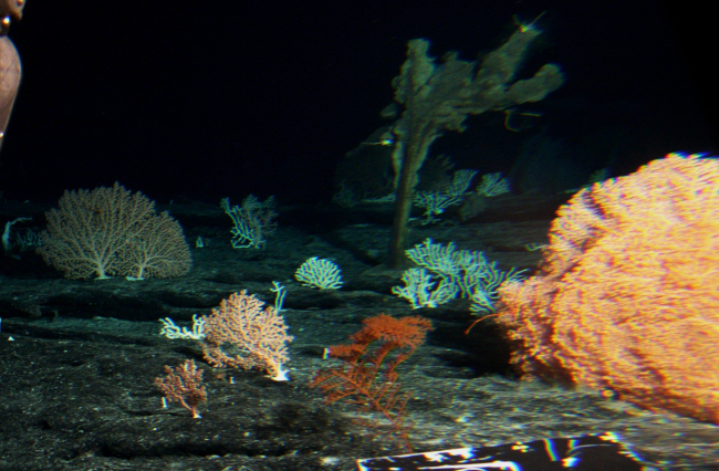 Corals and sponges were very abundant and diverse on the seamounts