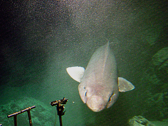 This 3 meter long false cat shark (Pseudotriakis acrages) was observed inNihoa Canyon at 1,200 meters depth