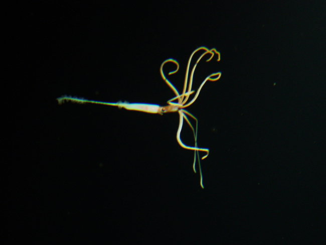 An unidentified species of eight-armed squid drifts in mid-water