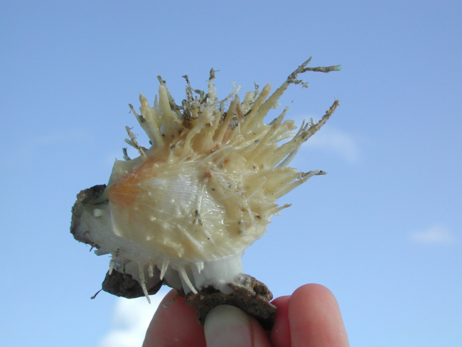 This spiny clam was collected from a seamount using the PISCES IVsubmersible