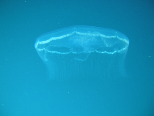 Aurelia aurita jellyfish