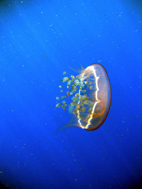 A flotilla of fish follow a transparent drifting jellyfish Aurelia aurita