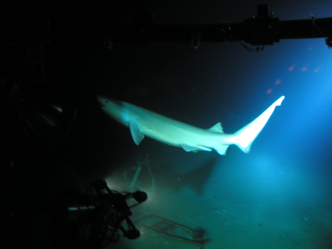 Six-gill shark