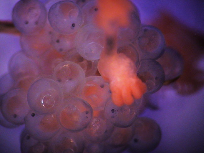 Mass of unidentified fish eggs on Metallogorgia collected at Kelvin Seamount