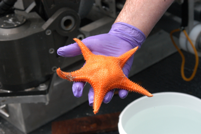 An asteroid sea star collected while feeding on coral at Bear Seamount