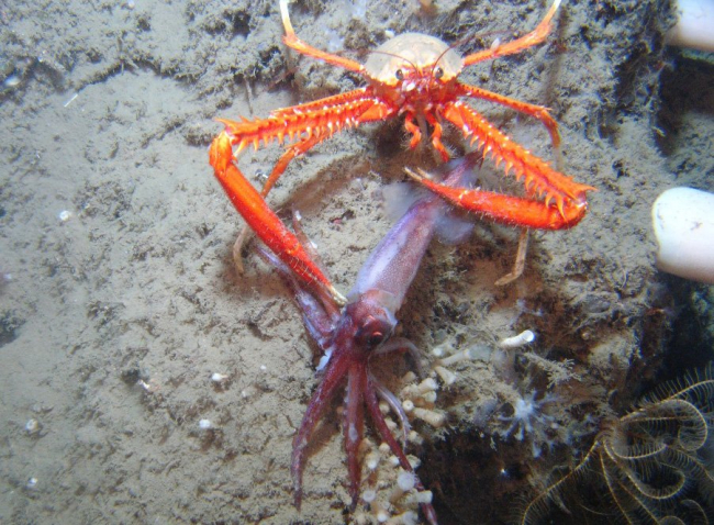 The galatheoid crab Eumunida picta catches and consumes a squid