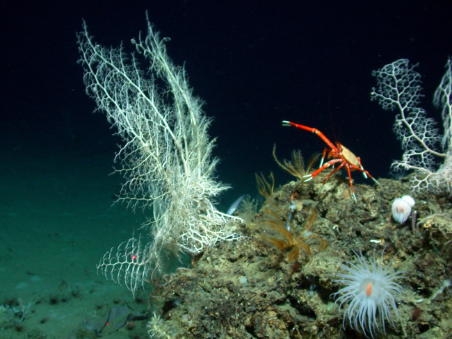Basket stars, crinoids, anemone, and crab on rock outcropping in Atwater Valleyregion in the Gulf of Mexico