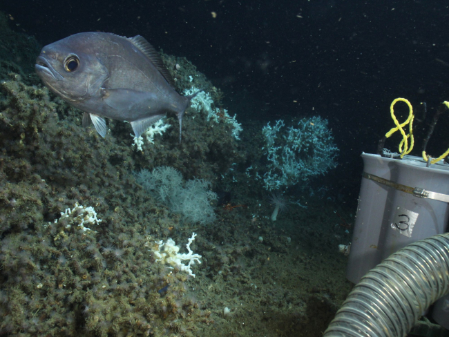 Hyperoglyphe perciformis (barrel fish) in Lophelia reef habitat