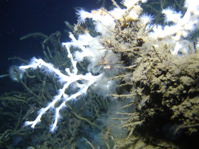 Lophelia pertusa coral, with opened polyps, attached to an authigeniccarbonate rock