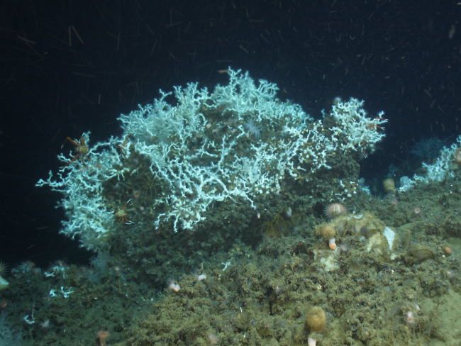 Newly discovered Lophelia pertusa reef