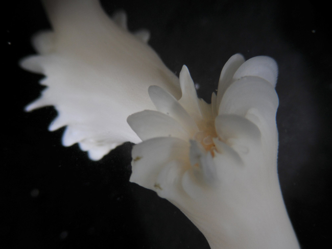 Close-up of Lophelia pertusa calyx with polyp retracted