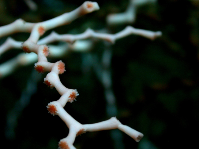 Madrepora oculata (close-up) showing calyx structure