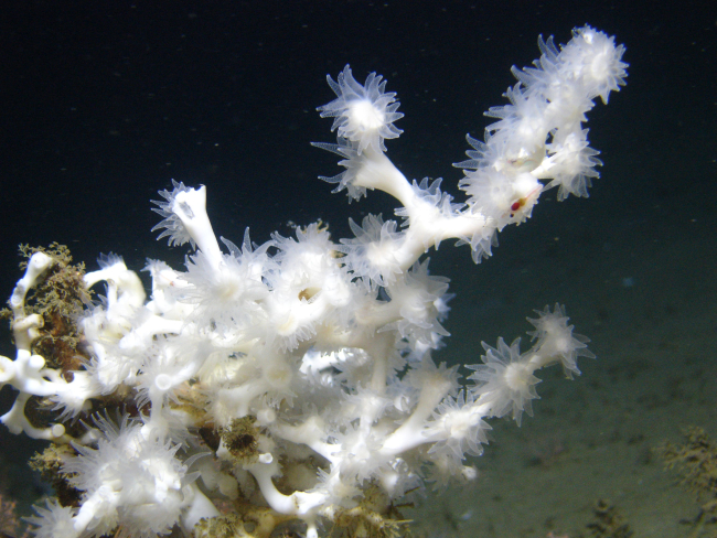 Lophelia pertusa coral, with opened polyps, attached to an authigeniccarbonate rock