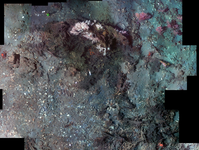 Photomosaic of Madrepora reef with surrounding clamshell debris(below and left) and Paramuricea gorgonians (soft corals) on the periphery