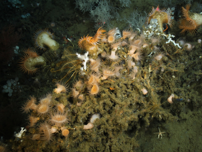 Anemones on Lophelia conglomerate