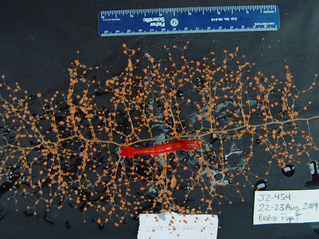Collected deep-sea shrimp (Bathypalaemonella) with soft coral (Chrysogorgia)