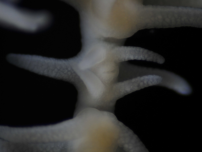 Black coral (Leiopathes sp