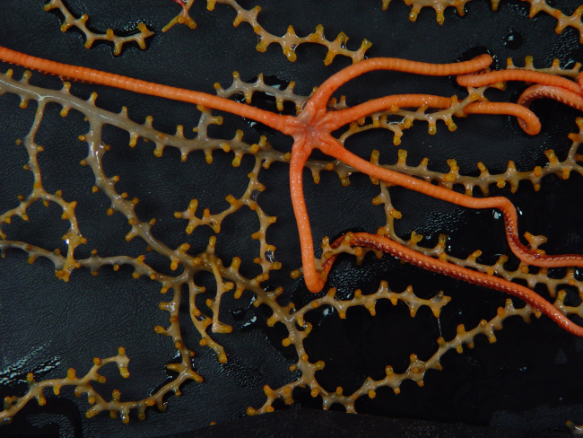 Collected brittle star, Asteroschema, with a parmuricid coral