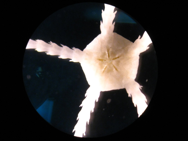 The disc of this tiny brittlestar is 5 mm in diameter