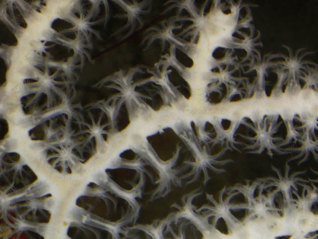 This segment of much larger image shows the eight tentacles that are diagnosticof an octocoral