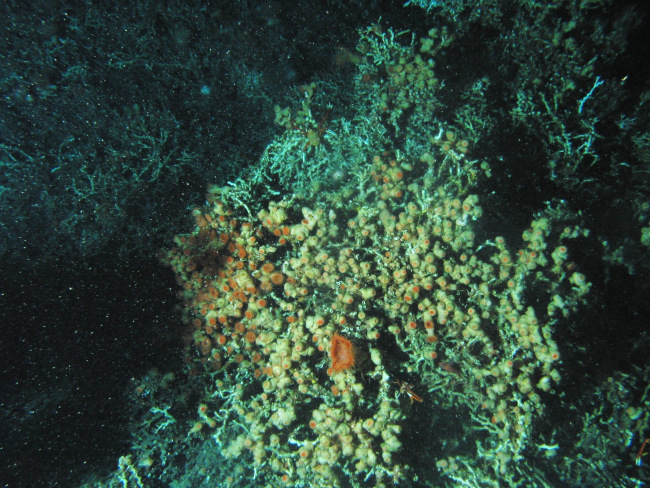 Large colony of orange sea anemones in lophelia coral