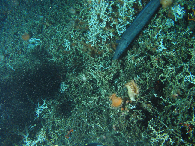 Lophelia coral, a large orange anemone and many small anemones, at least fourgalatheid crabs, a few urchins, and the large conger eel Conger oceanicus
