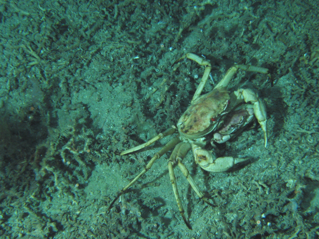 A large crab amidst lophelia rubble