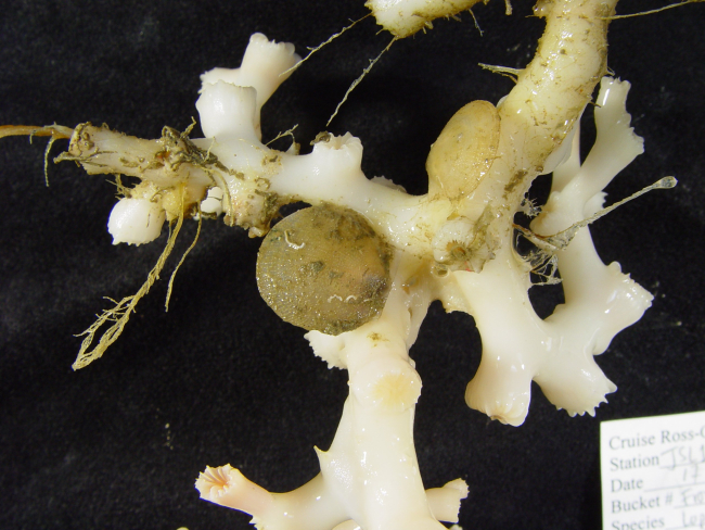 Lophelia with attached bivalves and other