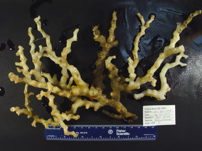 Reef-building coral Enallopsammia profunda