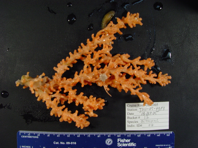 An orange octocoral