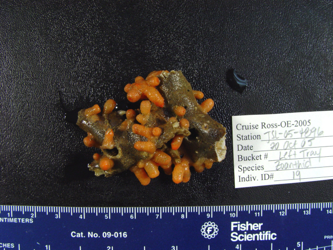 A colony of orange zooanthids