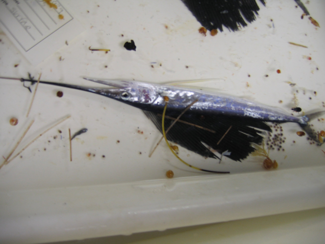 Juvenile Sailfish (Istiophurus platypterus) specimen caught with Neuston net