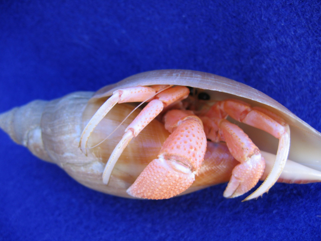 A large pinkish hermit crab in a tulip shell home