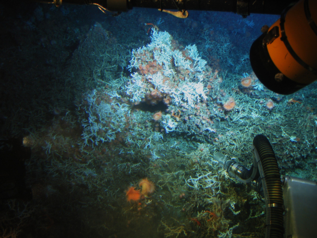 Lophelia bushes, sea anemones, and galatheid crabs as seen from JohnsonSea-Link submersible